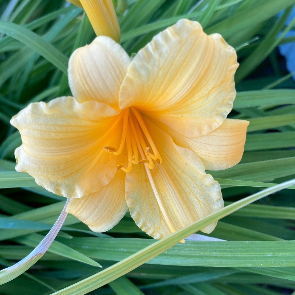 Meet your Posher, Jemima